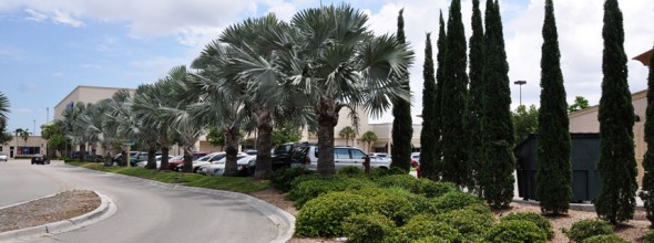 Commercial Landscaping<br>Cheesecake Factory, Naples Florida